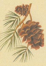 hanging pinecones