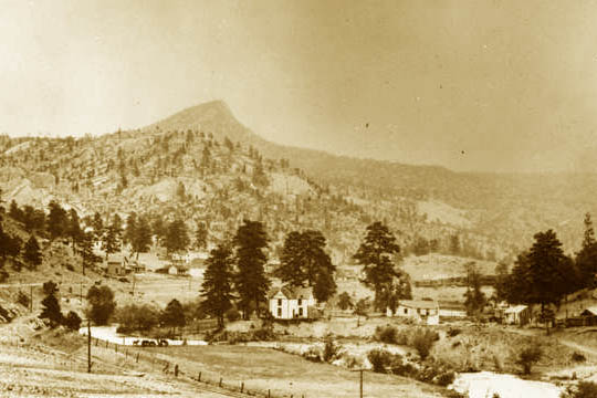 Pine 1900